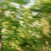 tree motion blur-3945