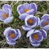 crocus