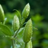 Dewy green buds