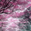 tree-bare-pink sky-crystalwriter-flickr