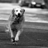 dog retriever running b&w onkel_wart flickr