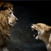 lions_snarling_tomconger-flickr