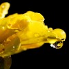 water drop daffodil cesar cabrera flickr