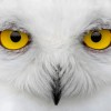 owl-white-Johan J. Ingles-le Nobel_flickr