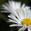 daisies steve chilton nocomm flickr