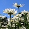 daisies blue sky per ola wiberg comm flickr