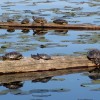 Turtles log shannon kringen comm flickr